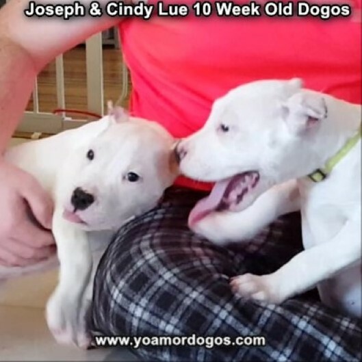 Medium Photo #110 Dogo Argentino Puppy For Sale in PINEVILLE, MO, USA