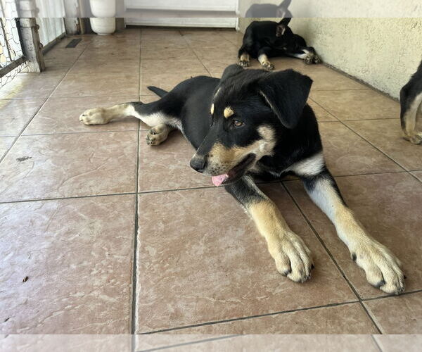 Medium Photo #2 Border Collie-Unknown Mix Puppy For Sale in Santa Clarita, CA, USA