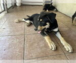 Small #1 Border Collie Mix