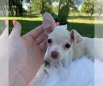 Small Photo #9 Chihuahua Puppy For Sale in HOUSTON, TX, USA