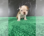 Small Photo #20 Boston Terrier Puppy For Sale in TULARE, CA, USA