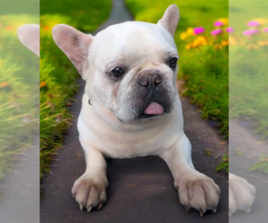 French Bulldog-Unknown Mix Dogs for adoption in Cranston, RI, USA