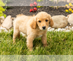 Small #3 Golden Cavadoodle