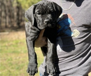 Cane Corso Puppy for Sale in RURAL HALL, North Carolina USA