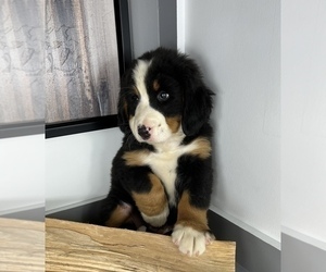 Bernese Mountain Dog Puppy for sale in FRANKLIN, IN, USA