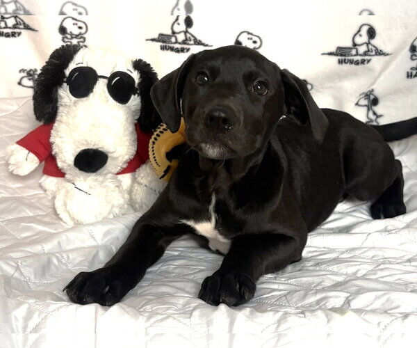 Medium Photo #2 Labrador Retriever-Unknown Mix Puppy For Sale in Wetumpka, AL, USA