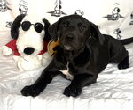 Small #1 Labrador Retriever Mix