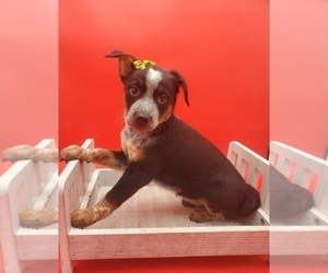 Australian Cattle Dog Puppy for sale in GOSHEN, IN, USA