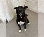 Small Labrador Retriever Mix