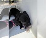 Small Labrador Retriever