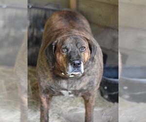 Henry Lee (Trinity) - Male Plott Hound-Unknown Mix Dog for Adoption - Photo #2