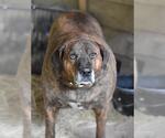 Small #1 Plott Hound Mix