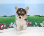 Small Photo #1 Pembroke Welsh Corgi Puppy For Sale in CHICAGO, IL, USA