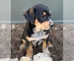 Puppy 2 Australian Cattle Dog-Black Mouth Cur Mix