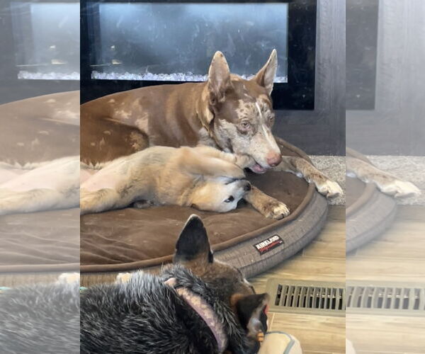 Medium Photo #3 Catahoula Leopard Dog-Unknown Mix Puppy For Sale in Chandler, AZ, USA