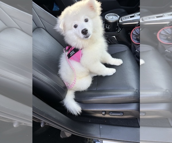 Medium Photo #1 American Eskimo Dog Puppy For Sale in REDLANDS, CA, USA