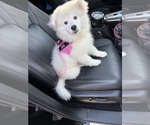 Small American Eskimo Dog
