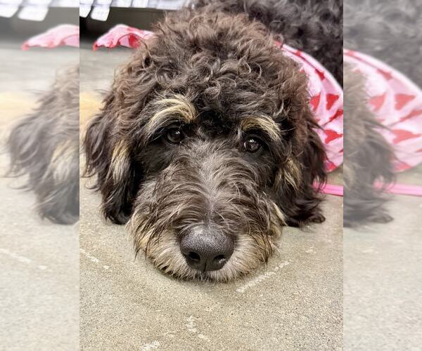 Medium Photo #2 Bernedoodle Puppy For Sale in Lee's Summit, MO, USA