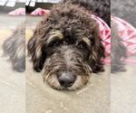 Small #1 Bernedoodle