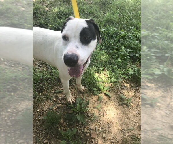 Medium Photo #4 American Bulldog-Unknown Mix Puppy For Sale in Jackson, MS, USA