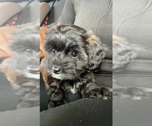 YorkiePoo Puppy for sale in ATLANTA, GA, USA