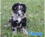 Small #2 Australian Shepherd-Goldendoodle Mix
