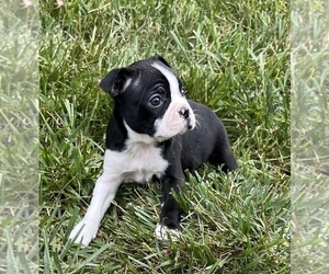 Boston Terrier Puppy for sale in FLORENCE, KY, USA