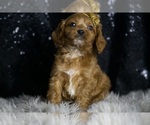 Puppy Noah F1 Cavapoo