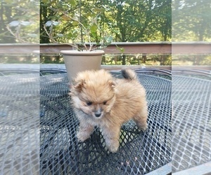 Pomeranian Dog for Adoption in MARLTON, New Jersey USA