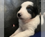 Small Photo #2 Miniature Australian Shepherd Puppy For Sale in BETHANY, IL, USA