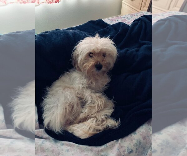 Medium Photo #3 Bichon Frise-Unknown Mix Puppy For Sale in Chandler, AZ, USA