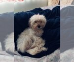 Small #2 Bichon Frise Mix