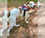 Small #2 Boxer-Catahoula Leopard Dog Mix