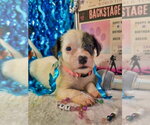 Small #1 Mutt