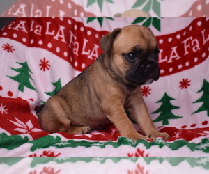 French Bulldog Puppy for sale in ATLANTA, GA, USA