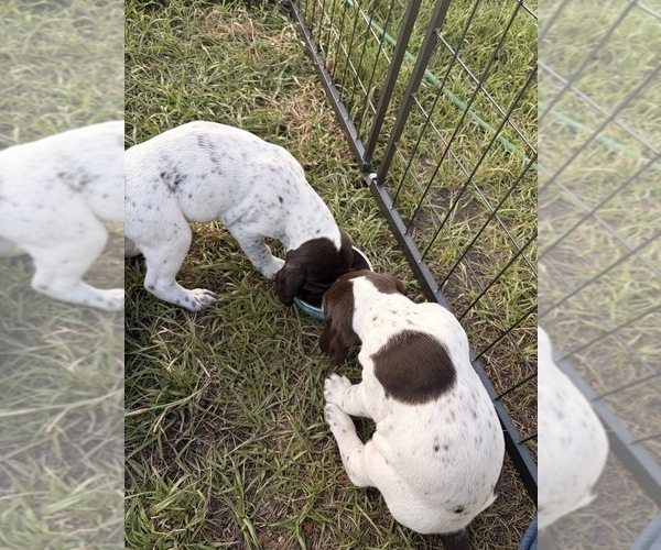 Medium Photo #6 German Shorthaired Pointer Puppy For Sale in CAMDEN, SC, USA