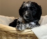 Small Photo #1 Poodle (Standard) Puppy For Sale in STATHAM, GA, USA