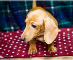 Small Photo #6 Dachshund Puppy For Sale in WAKARUSA, IN, USA
