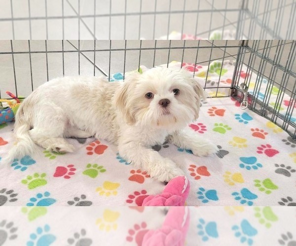 Medium Photo #11 Shih Tzu Puppy For Sale in ORO VALLEY, AZ, USA
