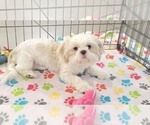 Small #10 Shih Tzu