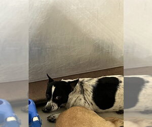 Texas Heeler Dogs for adoption in Bakersfield, CA, USA