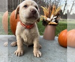 Small #5 Labrador Retriever