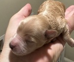 Puppy Puppy 5 Cocker Spaniel-Poodle (Miniature) Mix