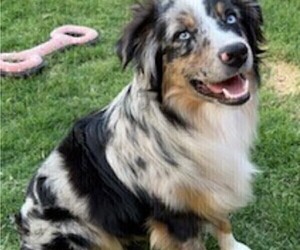 Father of the Miniature Australian Shepherd puppies born on 03/14/2025