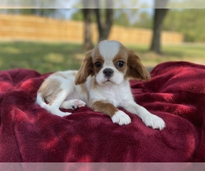 Cavalier King Charles Spaniel Puppy for sale in HUFFMAN, TX, USA