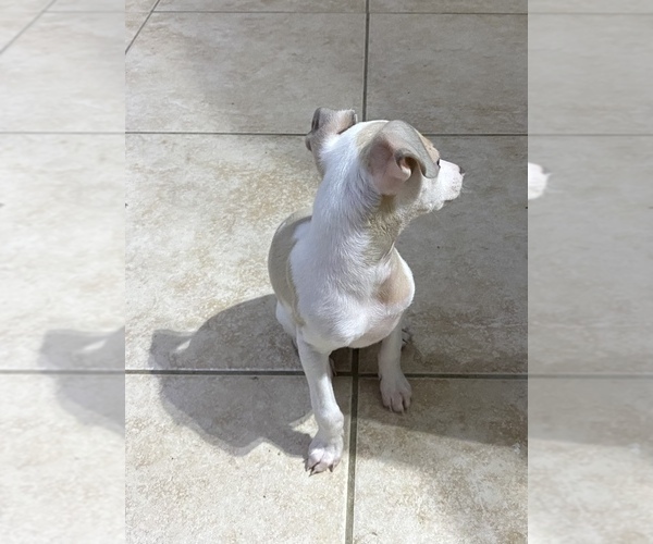 Medium Photo #4 Italian Greyhound Puppy For Sale in BROOKLYN, NY, USA