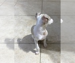 Small Photo #4 Italian Greyhound Puppy For Sale in BROOKLYN, NY, USA
