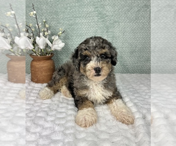 Medium Photo #6 Bernedoodle (Miniature) Puppy For Sale in FRANKLIN, IN, USA