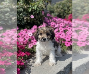 Cavapoo Puppy for sale in CANOGA, NY, USA