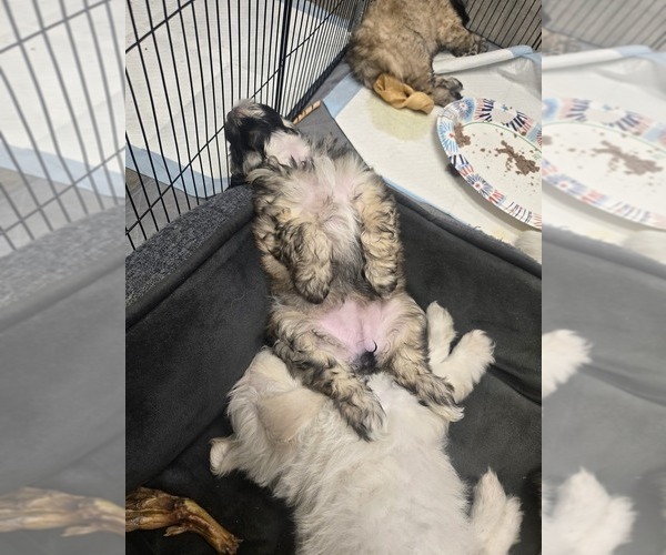 Medium Photo #2 Chonzer-Pomeranian Mix Puppy For Sale in HOOKSETT, NH, USA